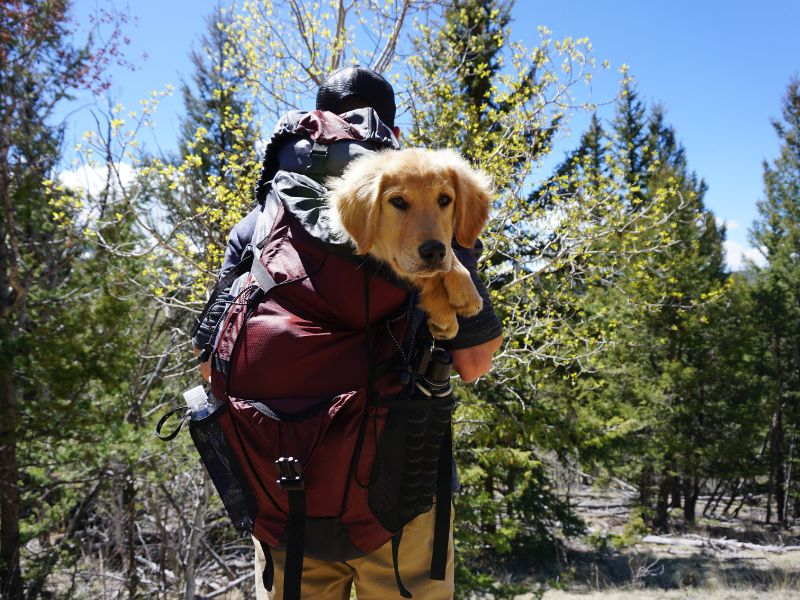 dog hiking backpack carrier