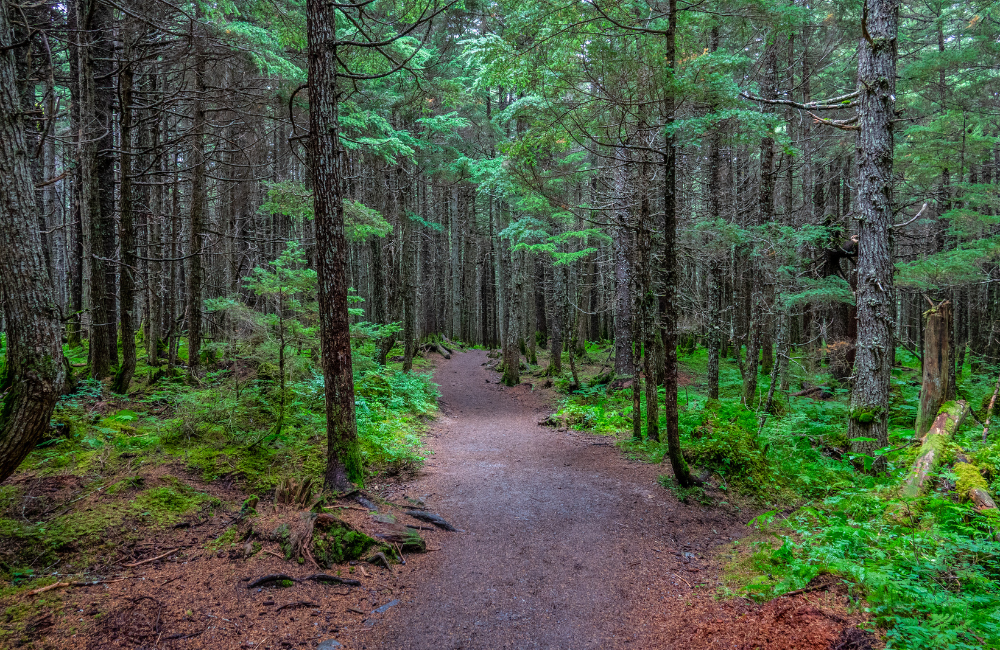 Winner Creek Trail